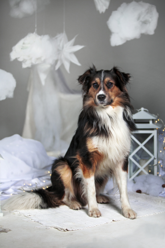 border kolia trikolor border collie tricolor bordercolie