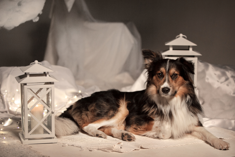 border kolia trikolor border collie tricolor bordercolie